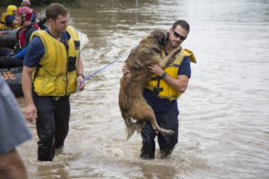 A photo of two firefighters who have rescued a dog from the 2012 Halloween floods in Austin, Texas. The large dog is being carried by one of the firefighters as they walk in knee-deep waters.